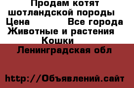 Продам котят шотландской породы › Цена ­ 2 000 - Все города Животные и растения » Кошки   . Ленинградская обл.